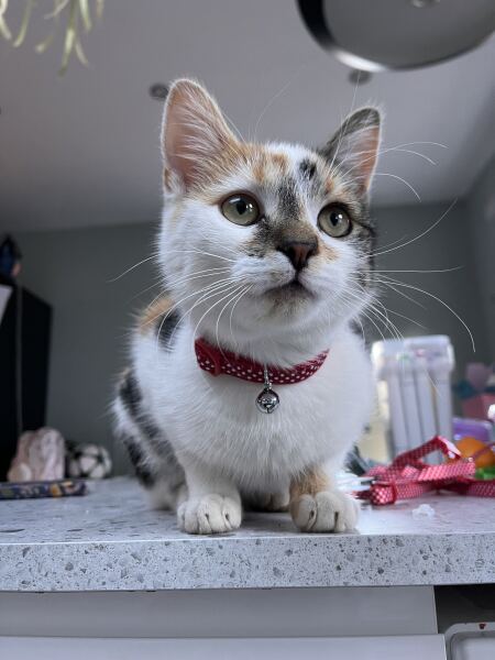 New tiny kitten