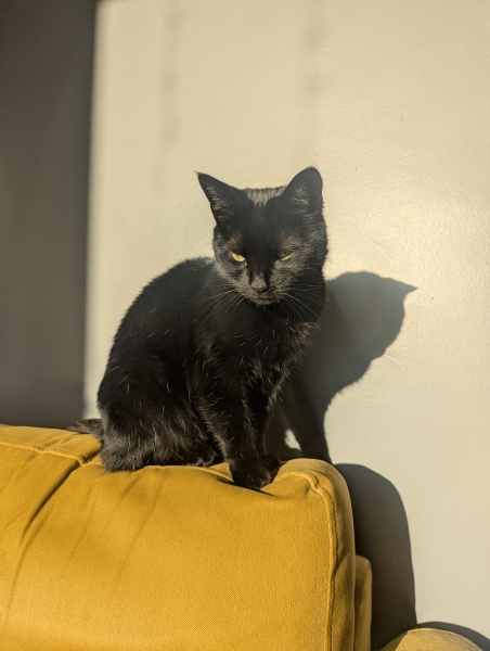 This is a picture of my cat. Where is a picture of your cat?