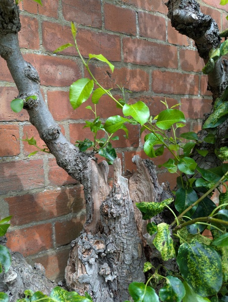 What's wrong with my pear tree? With photos