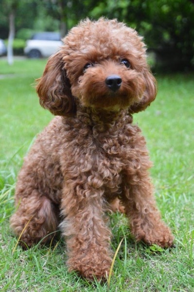 Cockapoo or Cavapoo