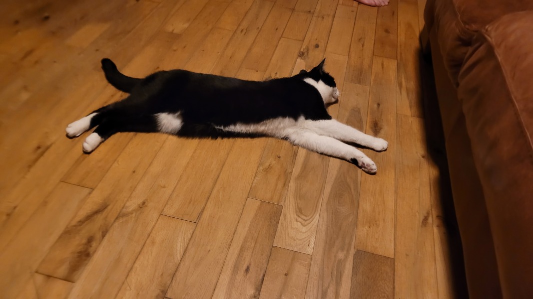Molten cats