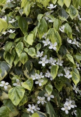 AIBU to object to a neighbour growing ivy on our fence?