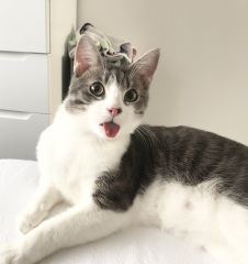 This is a picture of my cat. Where is a picture of your cat?