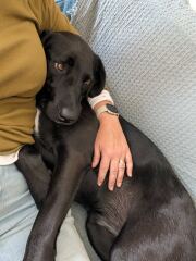 What breed mix would you put this chap as?