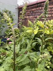 Is this Foxglove?