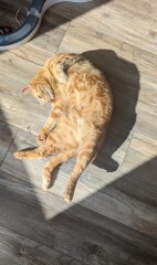 Molten cats