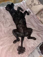 To think the least my dog could do is learn how to make a cup of tea?