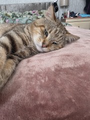 OMG my visitor cat was actually a stray cat and is going to become officially mine - I have questions!  And he needs a name