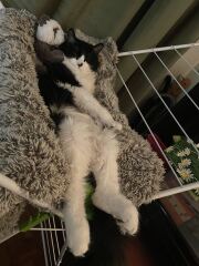 Is this a known cat pose or is mine just a (beautiful) weirdo?