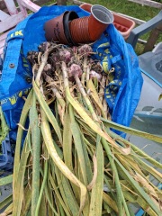 2026 Allotmenteers - have we lost the plot?!