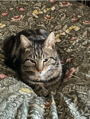 OMG my visitor cat was actually a stray cat and is going to become officially mine - I have questions!  And he needs a name