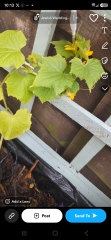 What have you done in the garden today? Part 9