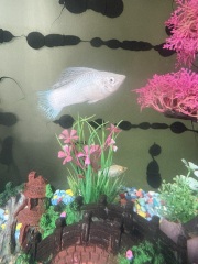 Fish Rescue, Please Help!