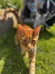 This is a picture of my cat. Where is a picture of your cat?