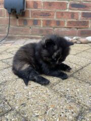 Adopting two kittens next week & I'm Panicking!