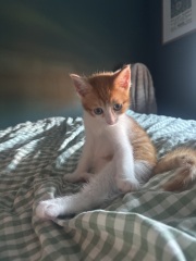 Older cat hissing at new kitten after three weeks at home
