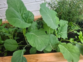 What am I growing?! Pics included!