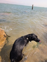 Heatwave! How are your doggos?