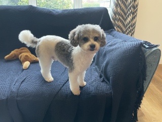 Cockapoo or Cavapoo