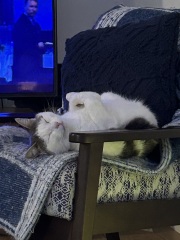 Is this a known cat pose or is mine just a (beautiful) weirdo?
