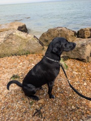 Heatwave! How are your doggos?