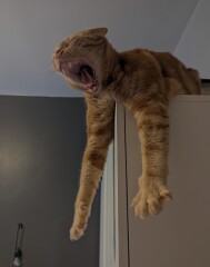 Is this a known cat pose or is mine just a (beautiful) weirdo?