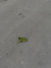 If you run, why?