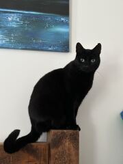 This is a picture of my cat. Where is a picture of your cat?