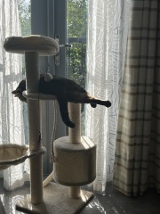 Is this a known cat pose or is mine just a (beautiful) weirdo?
