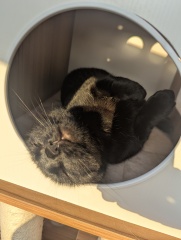 This is a picture of my cat. Where is a picture of your cat?