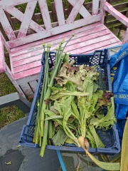 2026 Allotmenteers - have we lost the plot?!