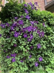 AIBU to object to a neighbour growing ivy on our fence?