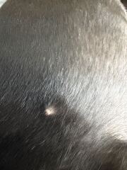Dog sporn