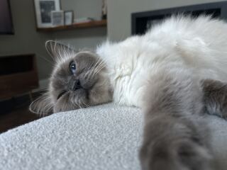 This is a picture of my cat. Where is a picture of your cat?