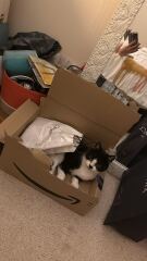 Do cats have ESP ?  (Extra sensory perception)
