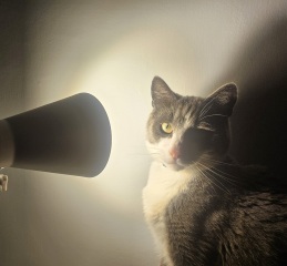 This is a picture of my cat. Where is a picture of your cat?