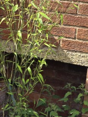 What have you done in the garden today? Part 8
