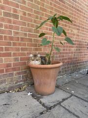 This is a picture of my cat. Where is a picture of your cat?