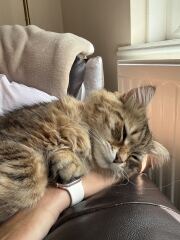 This is a picture of my cat. Where is a picture of your cat?