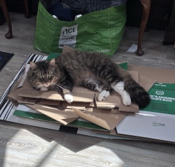 This is a picture of my cat. Where is a picture of your cat?