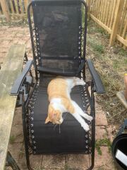 Molten cats