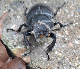 What have you done in the garden today? Part 9