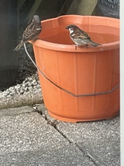 Reminder to leave out fresh water for garden wildlife in hot weather