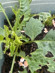 Someone is eating my dahlias