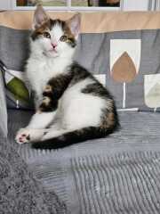 Kitten names needed, warning Kitty Porn!