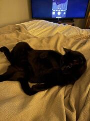 Is this a known cat pose or is mine just a (beautiful) weirdo?