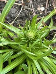 Can anyone identify this plant/weed