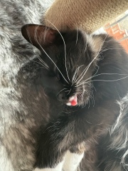 Is this a known cat pose or is mine just a (beautiful) weirdo?