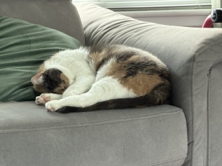 This is a picture of my cat. Where is a picture of your cat?