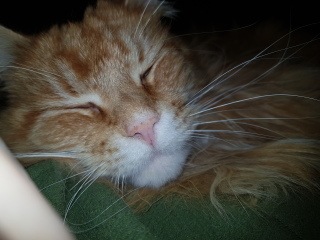 This is a picture of my cat. Where is a picture of your cat?